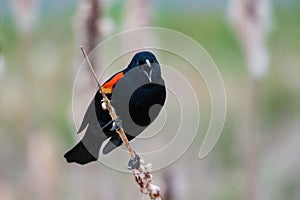 Male Red-winged Blackbird portrait