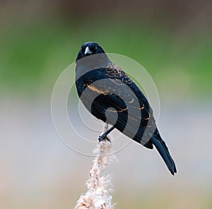 Male Red-winged Blackbird portrait