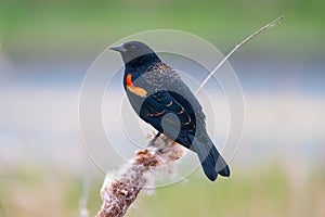 Male Red-winged Blackbird portrait