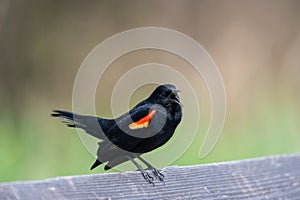 Male Red-winged Blackbird portrait