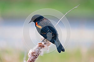 Male Red-winged Blackbird portrait