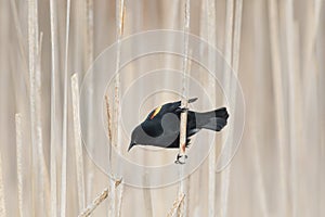 Male Red-winged Blackbird portrait