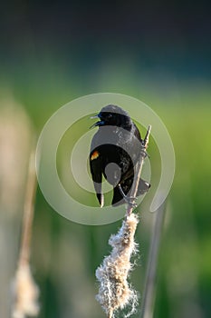 Male Red-winged Blackbird portrait