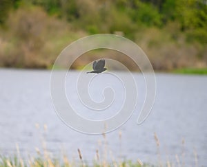 Male Red-winged Blackbird portrait