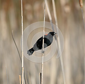 Male Red-winged Blackbird portrait