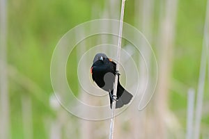 Male Red-winged Blackbird portrait