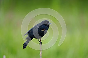 Male Red-winged Blackbird portrait