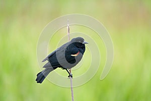 Male Red-winged Blackbird portrait