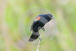 Male Red-winged Blackbird portrait