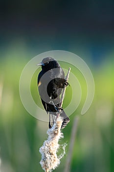 Male Red-winged Blackbird portrait