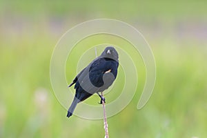 Male Red-winged Blackbird portrait