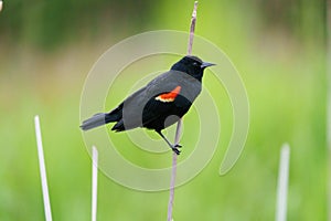 Male Red-winged Blackbird portrait