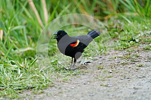 Male Red-winged Blackbird portrait