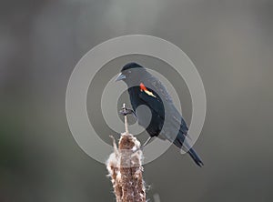 Male Red-winged Blackbird resting