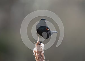 Male Red-winged Blackbird resting