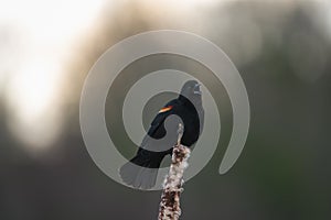 Male Red-winged Blackbird resting