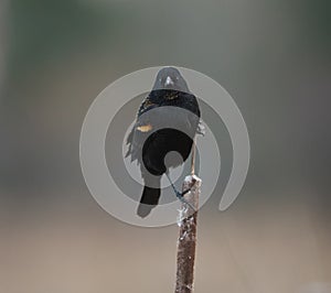 Male Red-winged Blackbird resting