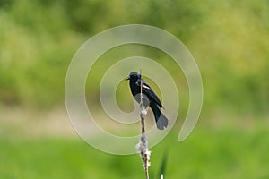 Male Red-winged Blackbird resting