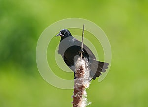 Male Red-winged Blackbird resting