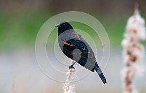 Male Red-winged Blackbird resting on branch