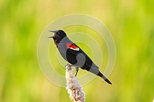 Male Red-winged blackbird is singing on a reed in spring