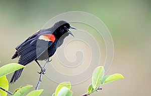 A male Red-Winged Blackbird sings on a tree branch