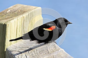 A male red winged blackbird sits on a boardwalk rail