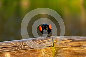 Male red winged blackbird sitting on a wooden frame.