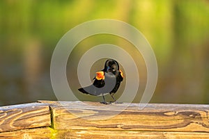 Male red winged blackbird sitting on a wooden frame.