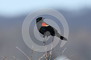 Male red-winged blackbird standing on a branch