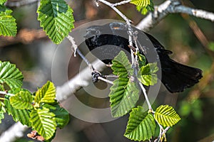 Male Red-winged Blackbird in a Tree