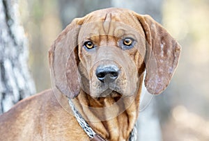 Male Redbone Coonhound Bloodhound dog with floppy ears outside on leash photo