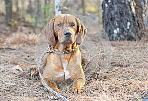 Male Redbone Coonhound Bloodhound hunting dog with floppy ears outside on leash