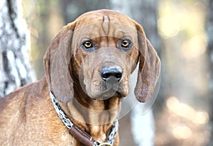 Male Redbone Coonhound Bloodhound hunting dog with floppy ears outside on leash