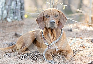 Male Redbone Coonhound Bloodhound hunting dog with floppy ears outside on leash photo