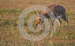 Male Reddbuck at Sunset