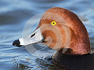 Male Redhead Duck Close-up