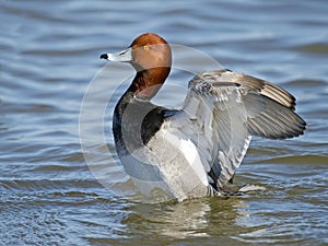 Male Redhead Duck Flapping Wings photo