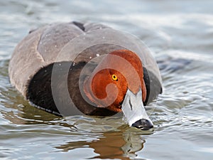 A Male Redhead Duck floating on the river