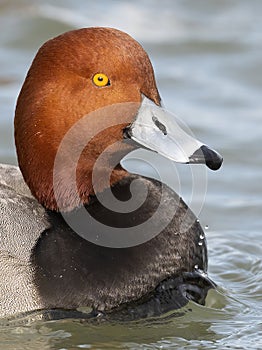 A Male Redhead Duck floating on the river