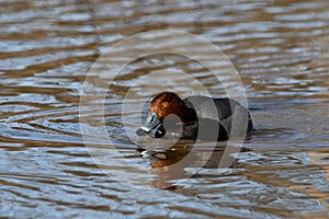 A male Redhead duck swimming along river