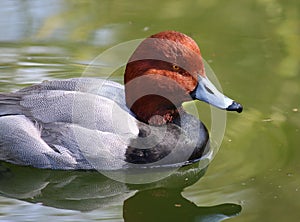 Male Redhead Ducks