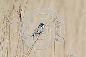 Male Reed Bunting (Emberiza schoeniclus)