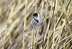 A Male Reed Bunting - Emberiza Shoeniclus - In A Marshland Reed Bed