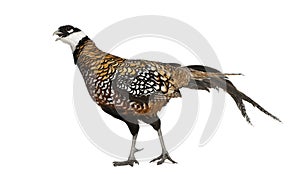 Male Reeves`s Pheasant, Syrmaticus reevesii, can grow up to 210 cm long