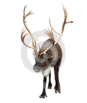 Male reindeer with large horns over white