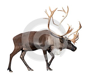 Male reindeer over white