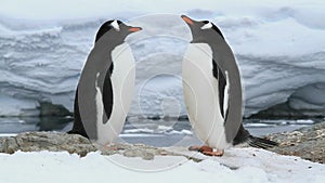 Male and relish Gentoo penguins on future nest site of a spring day