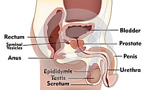 Male Reproduction System