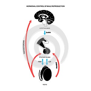 Male reproductive hormones photo